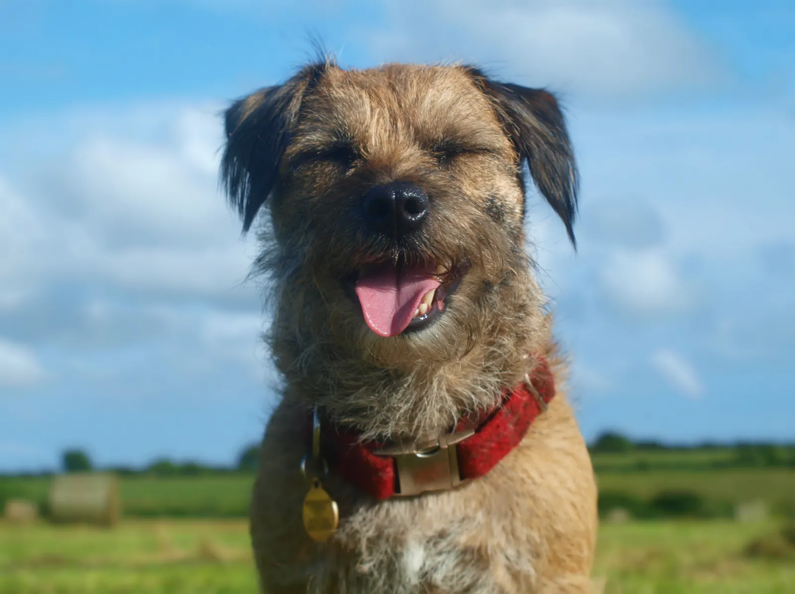 Border Terrier mit rotem Halsband sitzt vor blauem Himmel auf einer Wiese