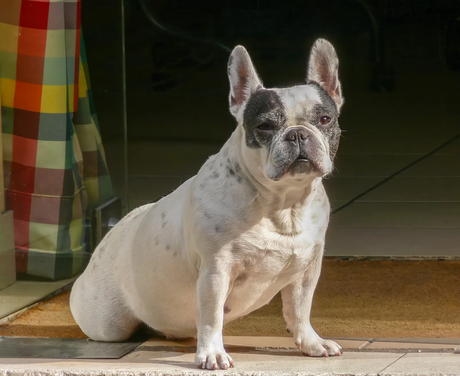 Weiß-graue Französische Bulldogge mit kurzer Schnauze sitzt auf einem Fliesenboden