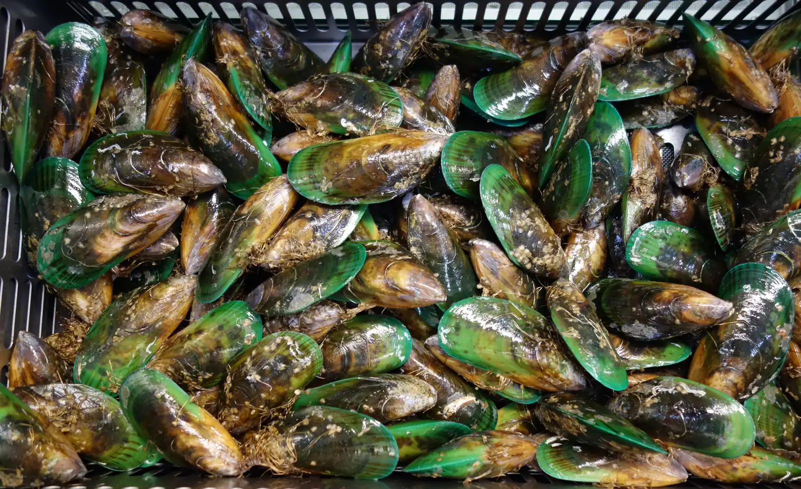 Frische Grünlippmuscheln mit grün schimmernden Schalen in einer Kiste