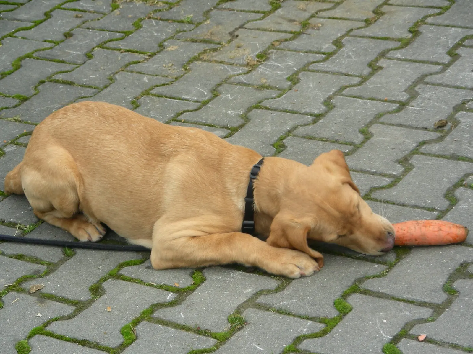 Hellbrauner junger Hund liegt auf Pflastersteinen und knabbert an einer Möhre