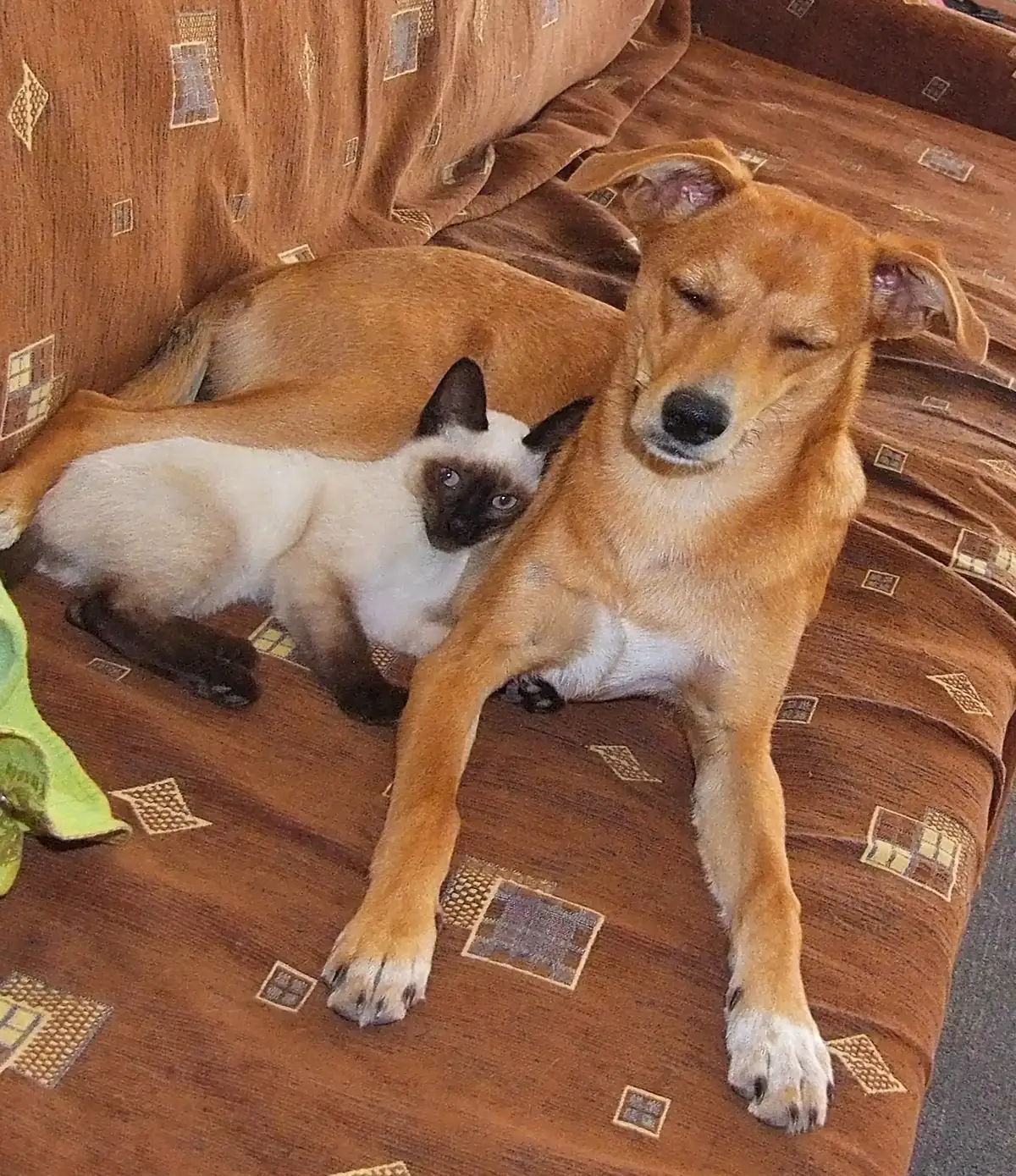 Hund und Siamkatze liegen nebeneinander auf einem Sofa
