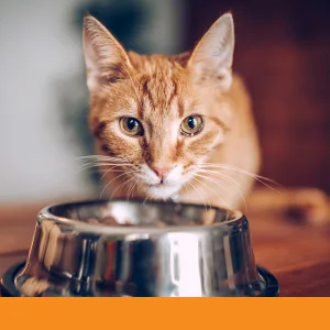 Rote Katze vor einem Metallnapf