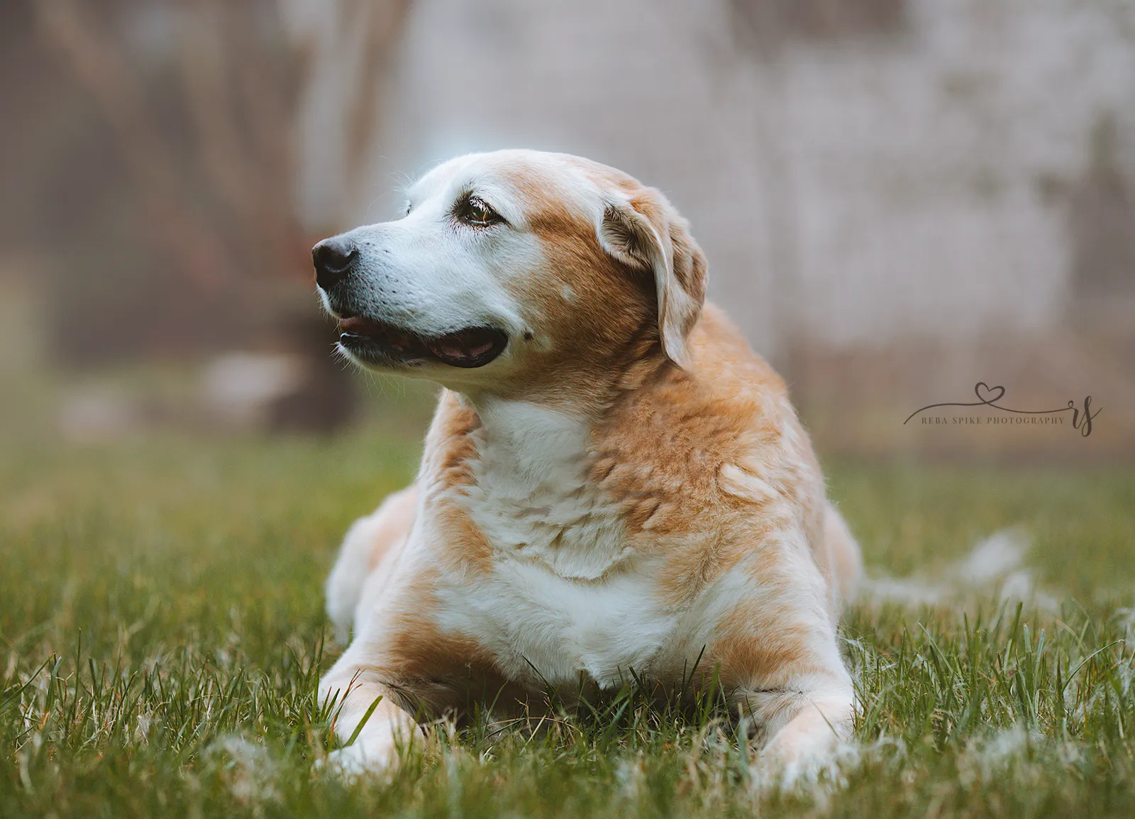 Älterer Hund mit hellem, ergrautem Fell liegt im Gras, laut Bildbeschreibung ein Senior-Labrador